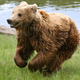 Illustration for article titled Why Are These Bears Having Oral Sex?
